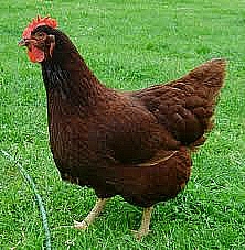Ponedoras Rhode Island Red