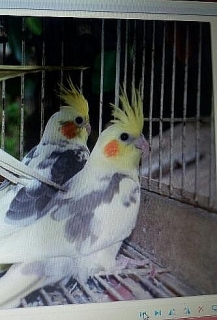 COCKATIEL