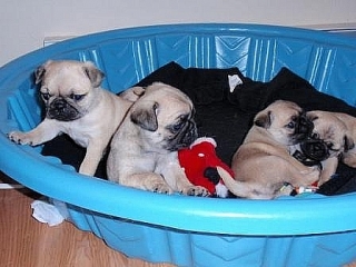 ADOPTA CACHORRITOS PUG