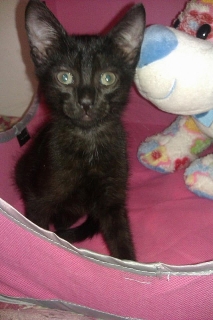 Ternura hecha Gatito
