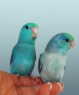 PARROTLET HANDFEED