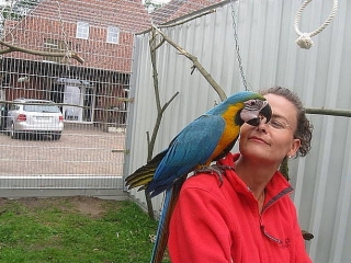 bebé loros y huevos fértiles para la venta