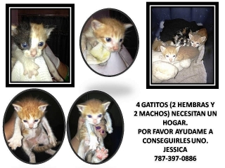 Dulces Gatitos
