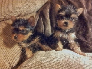 Yorkie Cachorros Gratis
