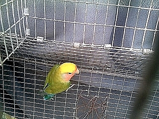 se vende cotoras y losver