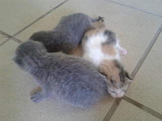 gatitos
