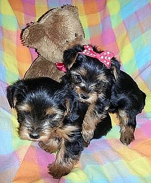 dos yorkies bonitas para vender