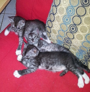 ADOPTA GATITOS HERMOSOS 1.5MESES
