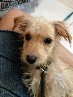 Perritos en Adopcion