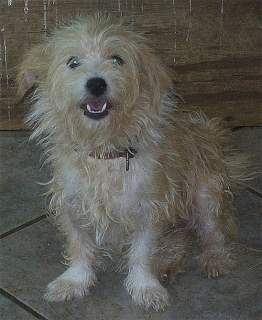 HERMOSA EJEMPLAR RAZA LHASA APSO MIX