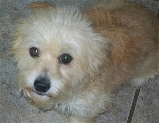 BELLA Y ADORABLE MALTESE MIX