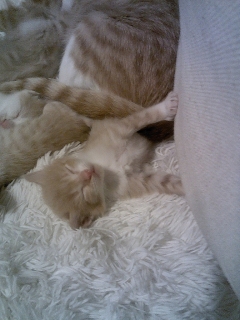 BELLOS GATITOS