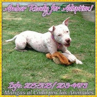 Ambar- Pitbull Blanca