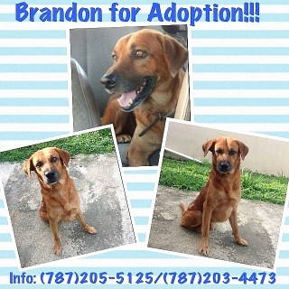 Brandon