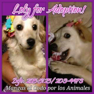Loly