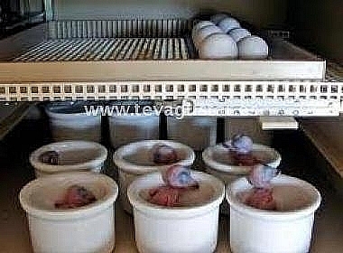 HUEVOS FÉRTILES DE LOROS Y BEBÉS LORO PARA LA VENTA