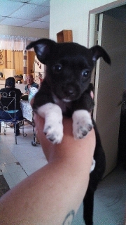 Chihuahua