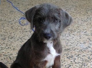 Hermosisimo Puppy