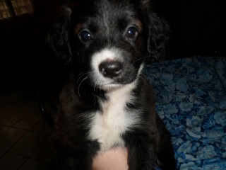 Se regalan puppies