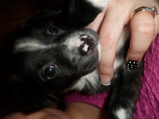 Se regalan tres hermosas perritas