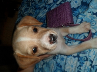 Se regalan tres hermosas perritas