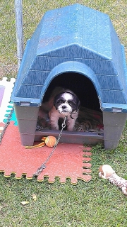 Black Pitbull & Shih tzu