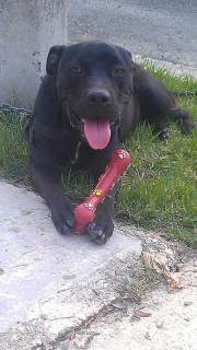 Black Pitbull