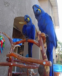 Aves loro y huevos fértiles de loros para la venta