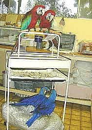 huevos fértiles de loros para la venta