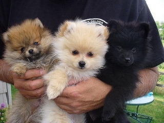 Pomerania cachorros para su aprobación
