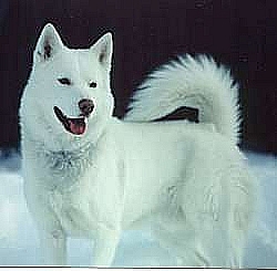 Perritos del husky siberiano para su aprobación