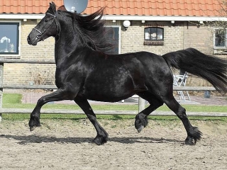 Hombres Hermosos caballos frisones en venta