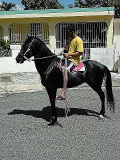 Hermosos caballos frisones en venta