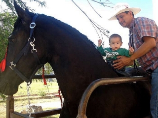 Hombres Hermosos caballos frisones en venta