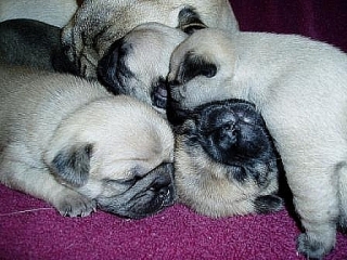 Urge adopcion, Cachorritos Pug (carlinos)
