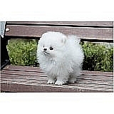 Regalo adorables cachorros machos y hembras  pomeranian
