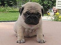 regalo adorables bebés pug/carlinos