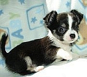 regalo hermosos de chihuahua cachorros