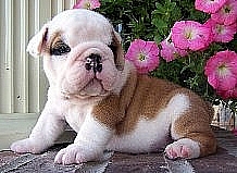 bulldog ingles cachorros con pedigrí para regalo