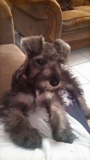 SCHNAUZER PRECIOSO