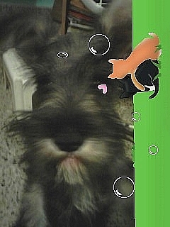 SCHNAUZER PRECIOSO