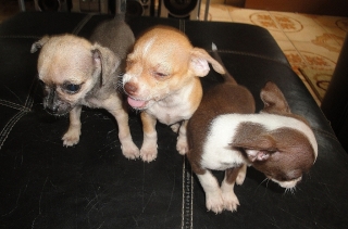 `Toy Chihuahuas~