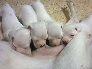 BOXERS BLANCOS