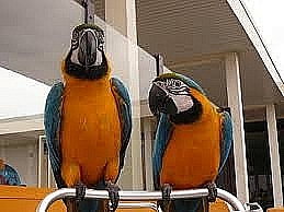 HABLANDO Loros de Macaw PÁJAROS DE ADOPCIÓN
