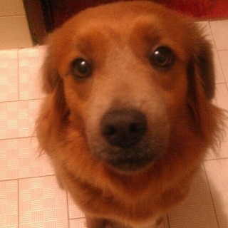 Bella Busca Hogar