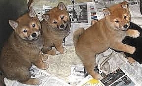 Shiba Inu cachorros en venta envíenos un correo electrónico ahora luizpats@yahoo.com