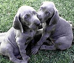 cachorros weimaraner en venta escríbanos ya luizpats@yahoo.com