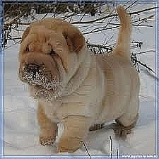 shar pei cachorros en venta envíenos un correo electrónico ahora luizpats@yahoo.com