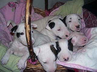 Cachorros bull terrier