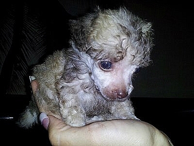 Tea Cup Poodle